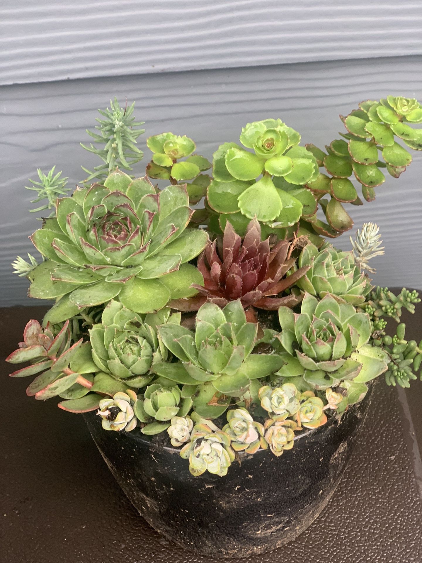 Succulents In Black Ceramic Pot