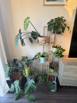 Plant Bundle - 8 Houseplants + Bamboo Stand + Pots