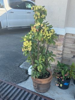 Corona de Cristo Plant