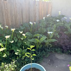 24” Giant Calla Lily - White