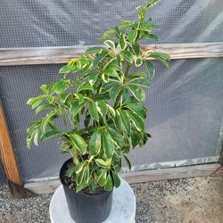 Umbrella Plant 10" Pot