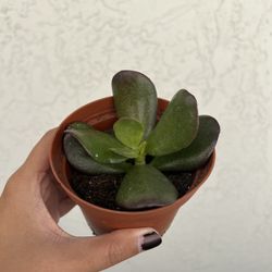 Jade Succulent Plant