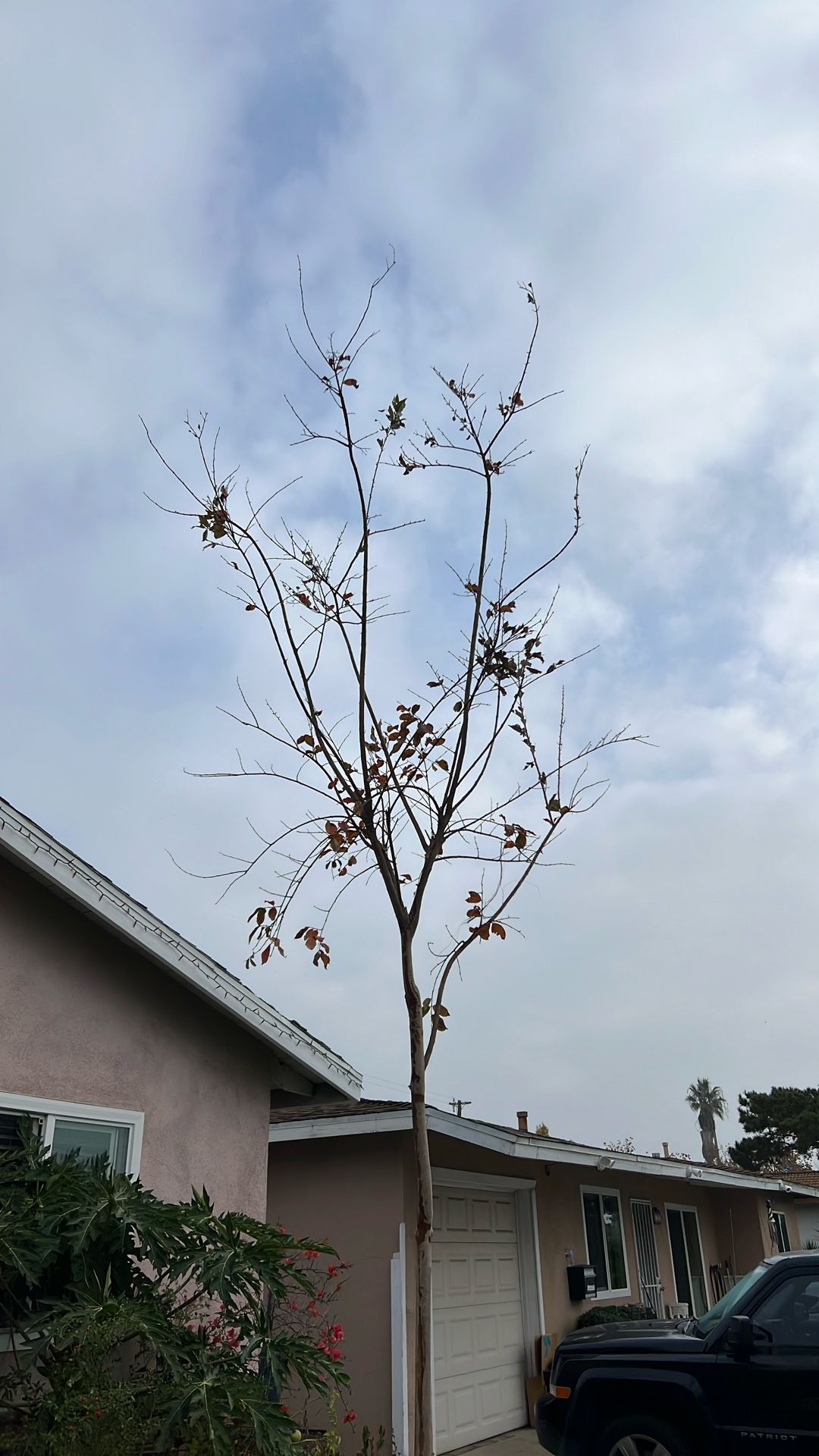 Crape Myrtle -Natchez (white)