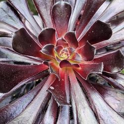 Succulent Plant Aeonium 