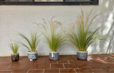 Mexican Feather Grass in different sizes, great for landscape
