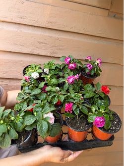 4” impatient plants different colors double flower ( price is for each )