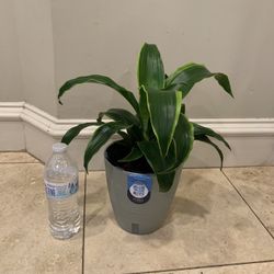 Dracaena Plant 