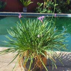 Plant Flowers Purple