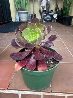 Succulent Plant