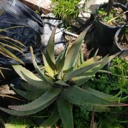 Potted Aloe Vera Plant 