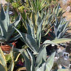 Lots Of Variety Of Plants Of Different Sizes 