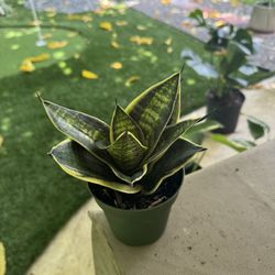 Mini Snake Plant