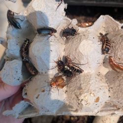 Red Runner Feeder Roaches 