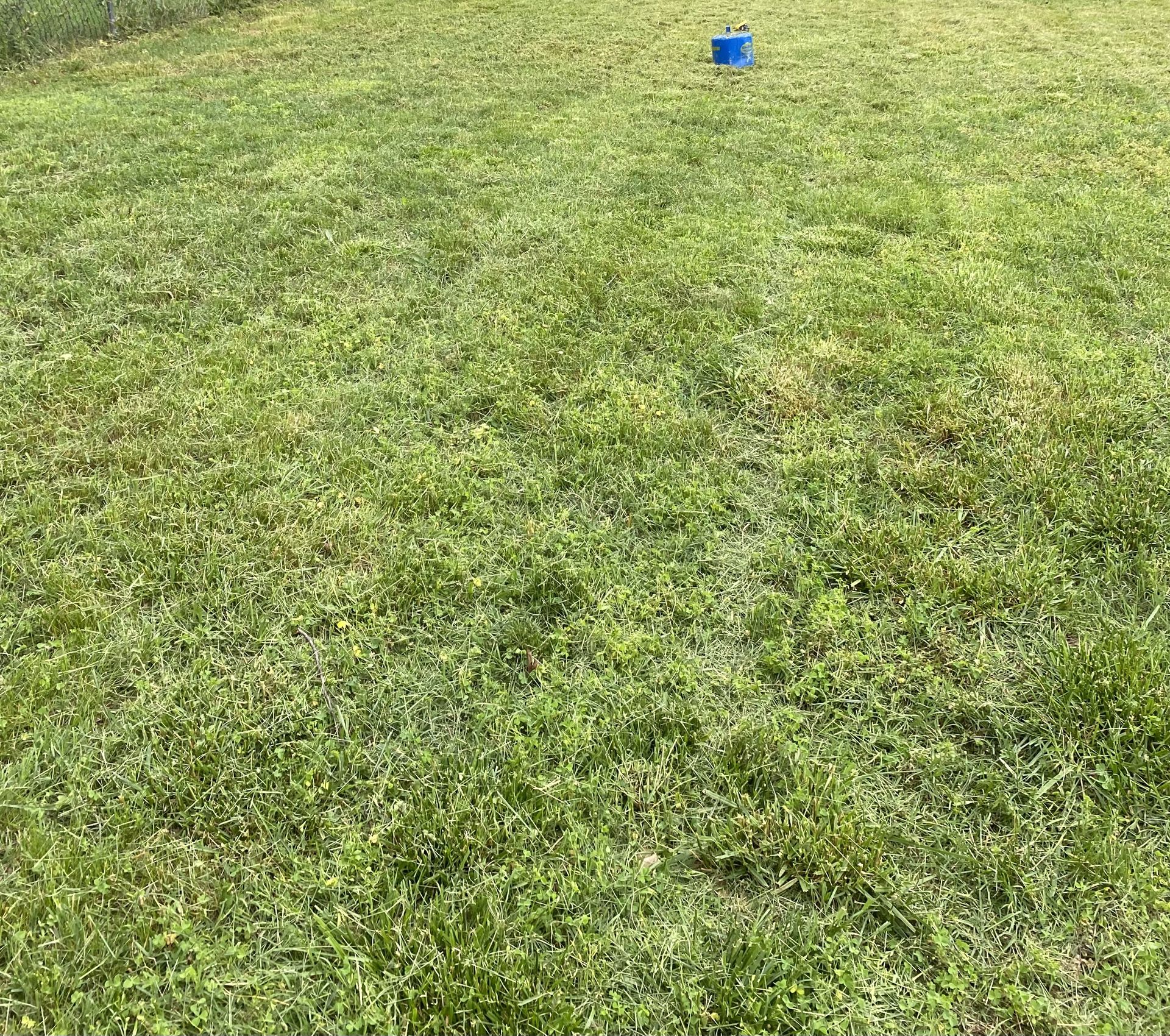 Grass Cut