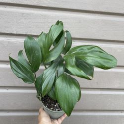 6” raphidophora tetrasperma 