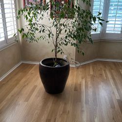 Beautiful Live Tree For Your Home 