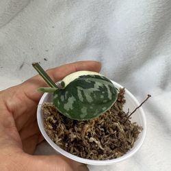 Scindapsus Mayari Rooted Cutting