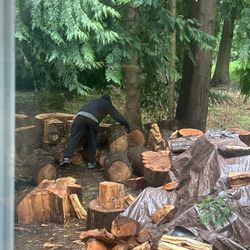 Free Firewood Cedar And  Hemlock