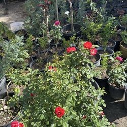 Roses / flowers / plants