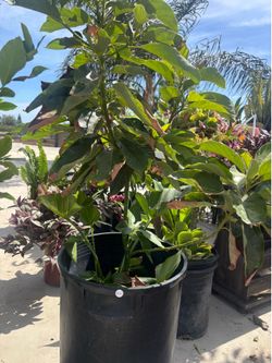plants / plantas