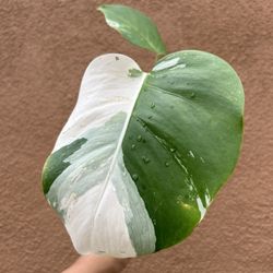 Monstera Deliciosa Albo Variegated Rooted Plant