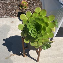 Succulent With Stand 