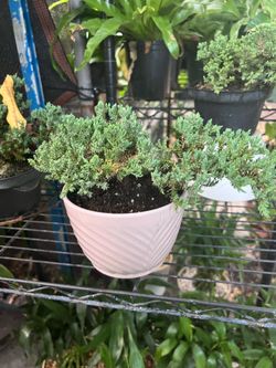 Juniper & ficus ginseng bonsai in 6” pot. SPECIAL PRICE 🤩pot
