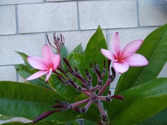 Beautiful Pink Plumeria