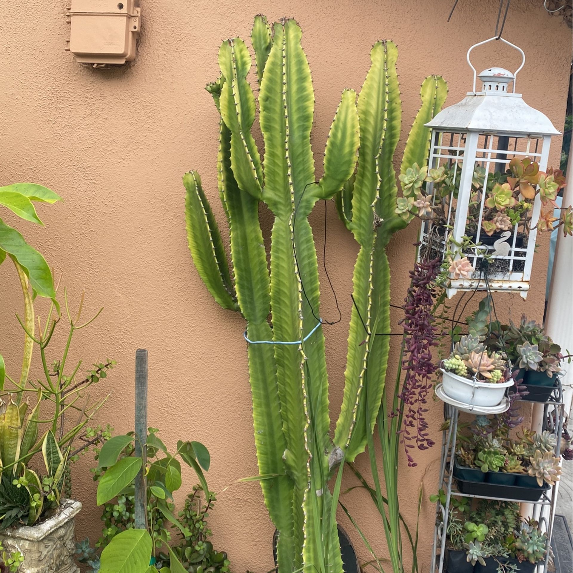 6 Ft Cactus