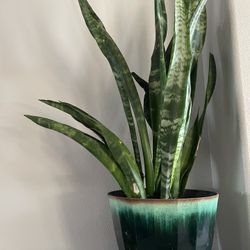 Sansevieria / Mother In law’s Tongue Natural Plant 