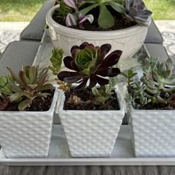 Succulent 3 Pot Planter