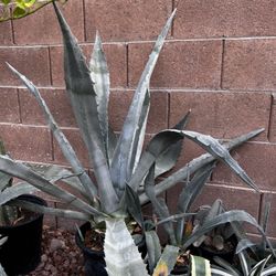 Huge 2-3ft Agave / Desert Plant / Landscaping 