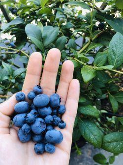 Large blueberry plant