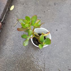 Jade Plant With Roots