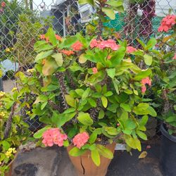 Crown Of Thorns Or Corona De Cristo 15 Gallons Pat