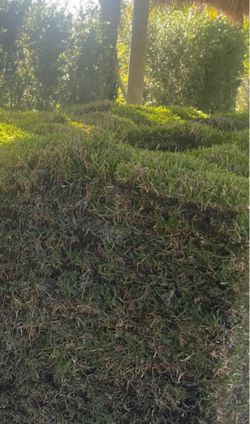 Organic Sod