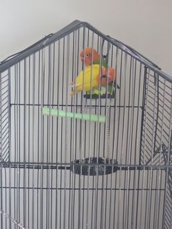Bird cage