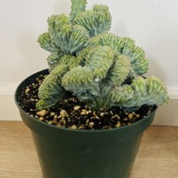 Rare Large  8” wide x 11” high Myrtillocactus geometrizans f. cristata cactus
