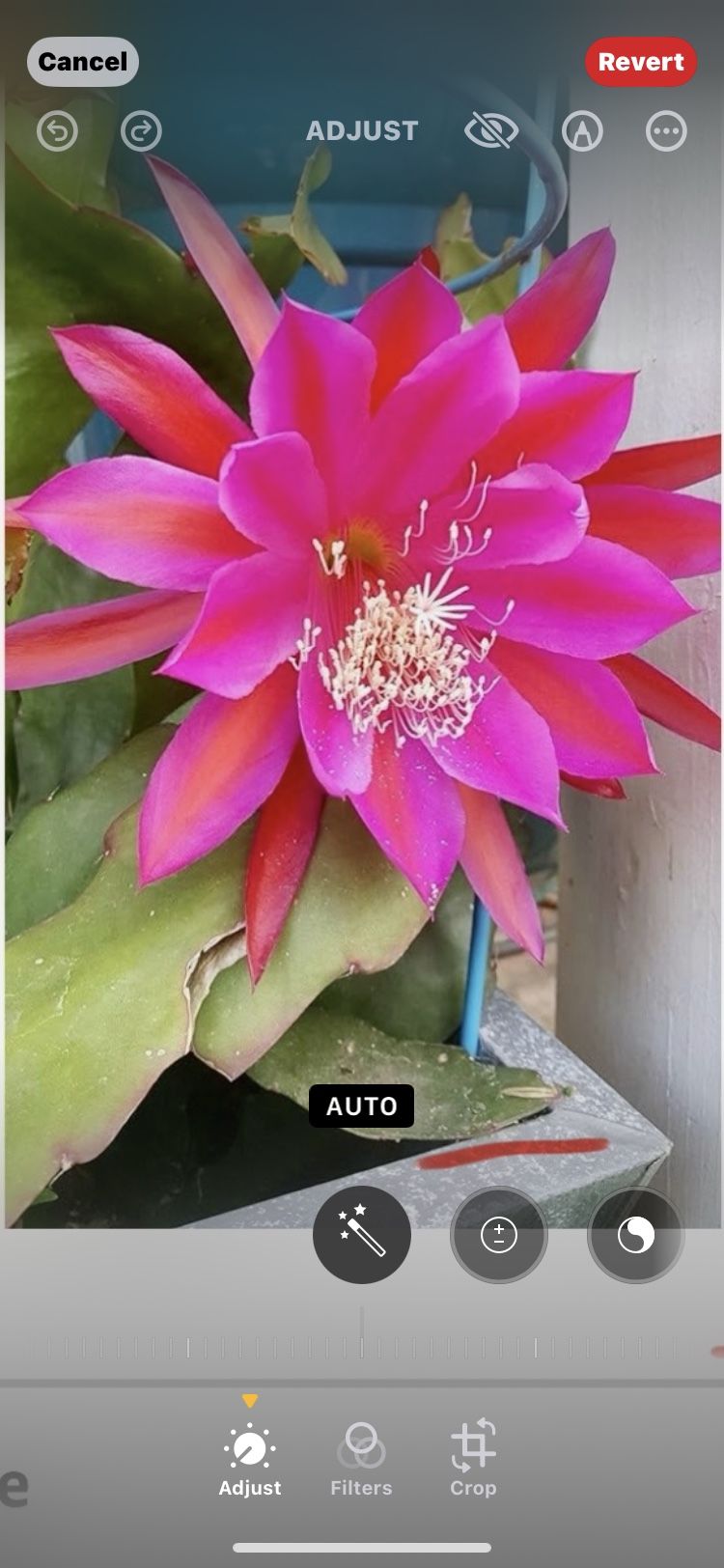 Tan Hua Plant (Queen Of The Night)