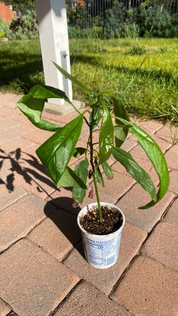 Avocado plant