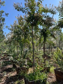 Crape myrtle trees white and Jacarandas