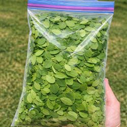 Fresh Moringa Tree Leaves – $10 per Ziploc Bag (Packed Full)