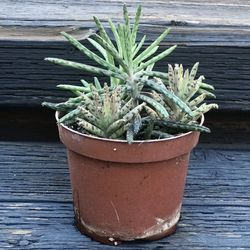 $4 Mother Of Thousands Plant