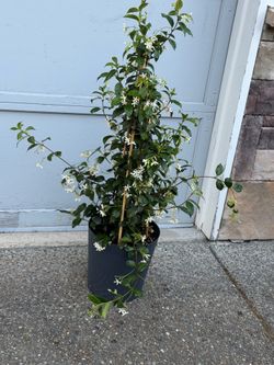 Perrenial fragrant Star Jasmine