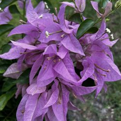 BOUGAINVILLEA PLANT (7 gallon pot) Landscaping and More!