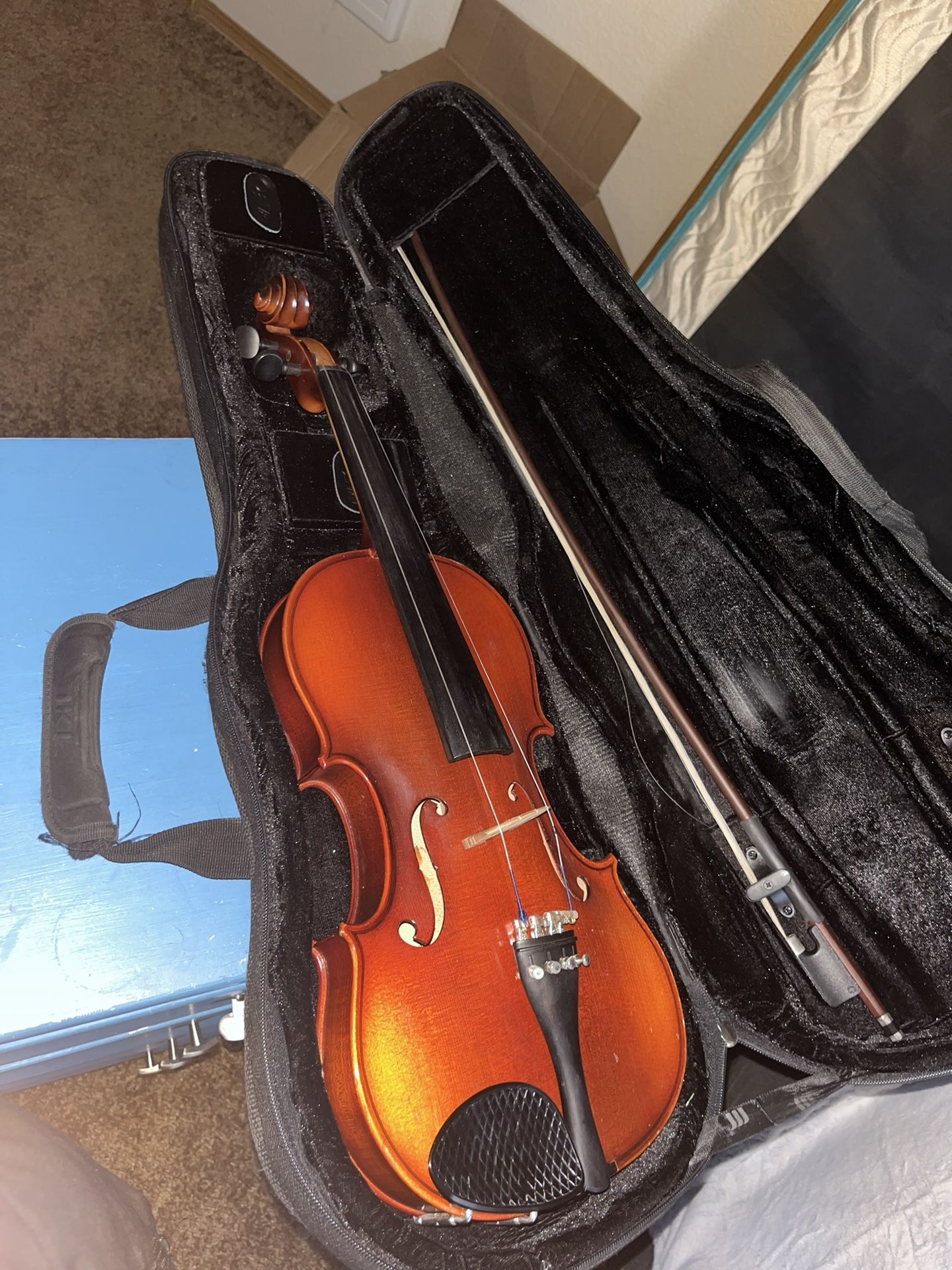 Viola