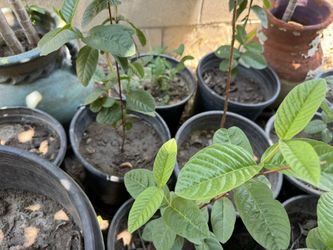 Mexican Guava Trees