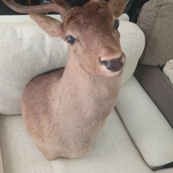 White Tail Deer Taxidermy Wall Mount