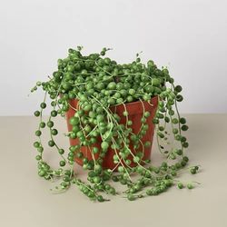 6” Pot Succulent String of Pearls Live Plant