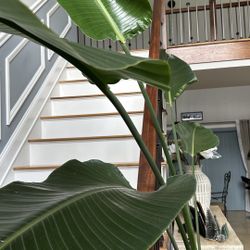 Bird of Paradise plant